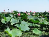 Nelumbo caspica