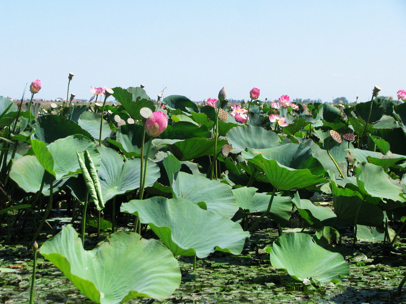 Изображение особи Nelumbo caspica.