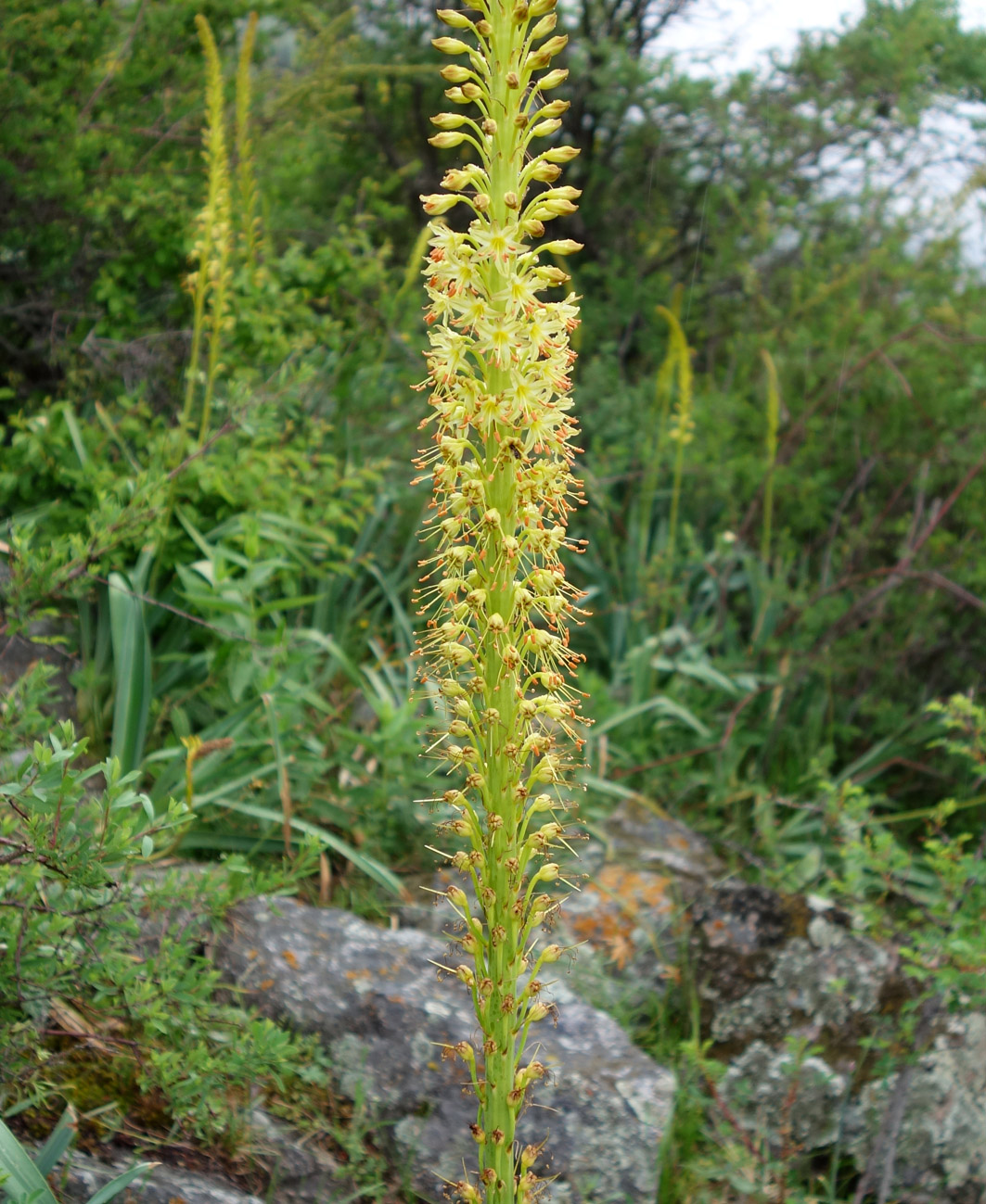 Изображение особи Eremurus fuscus.