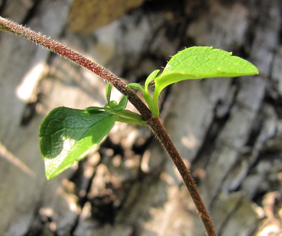 Изображение особи Linnaea borealis.