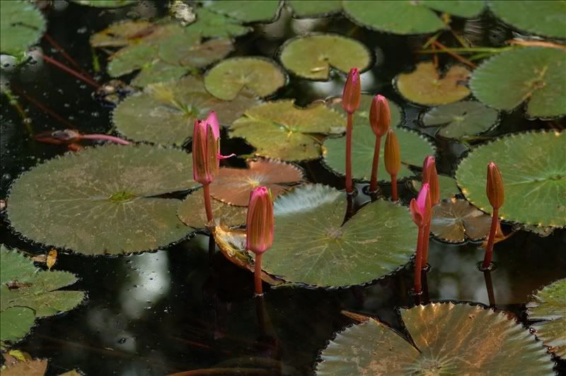 Изображение особи Nymphaea rubra.