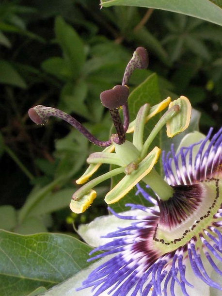 Изображение особи Passiflora caerulea.