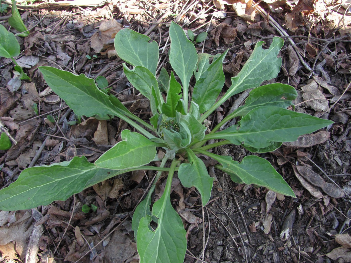 Изображение особи Solenanthus biebersteinii.