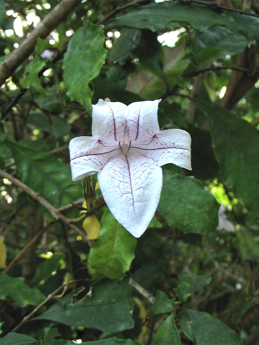 Image of Mackaya bella specimen.