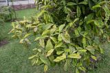 Psychotria viridis