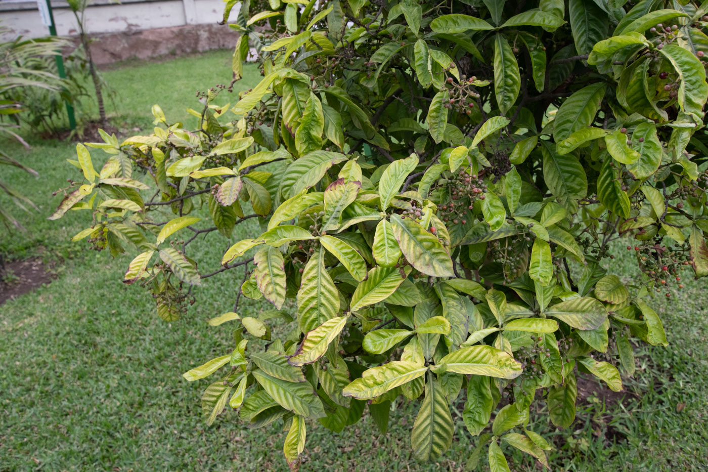 Image of Psychotria viridis specimen.