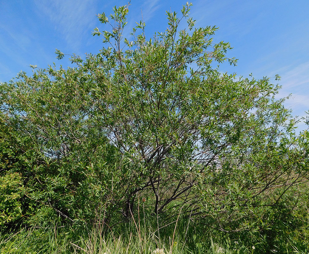 Image of Salix elbursensis specimen.