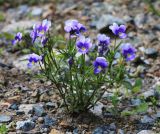 Viola tricolor