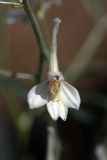 Delphinium camptocarpum. Цветок. Пустыня Кызылкум. 02.05.2010.