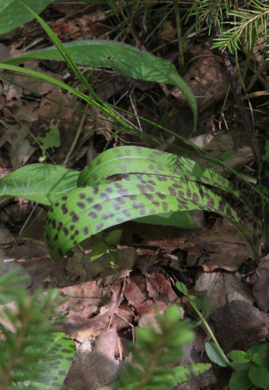 Image of Dactylorhiza fuchsii specimen.