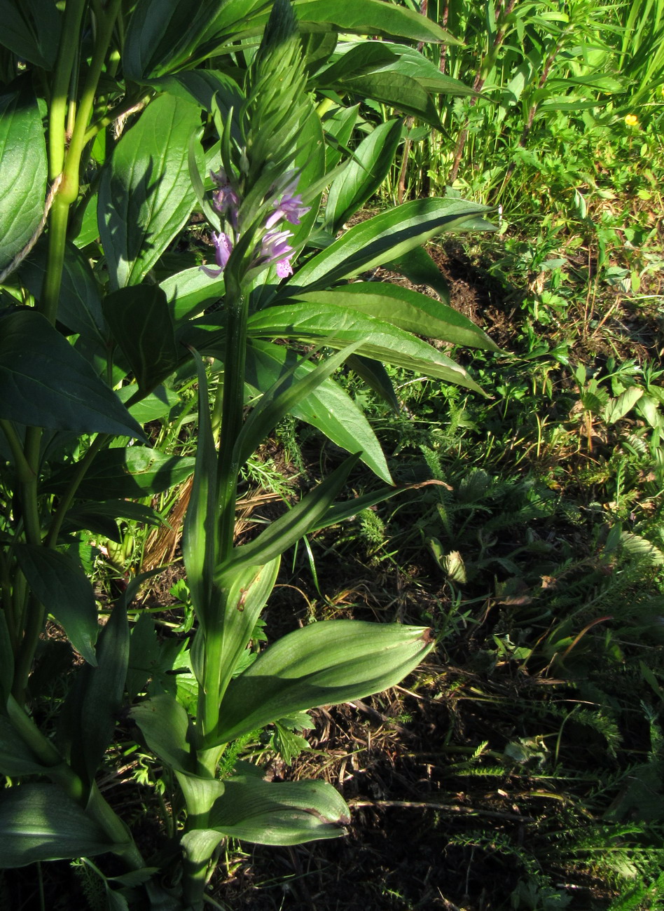 Изображение особи Dactylorhiza sajanensis.