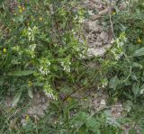 Stachys annua