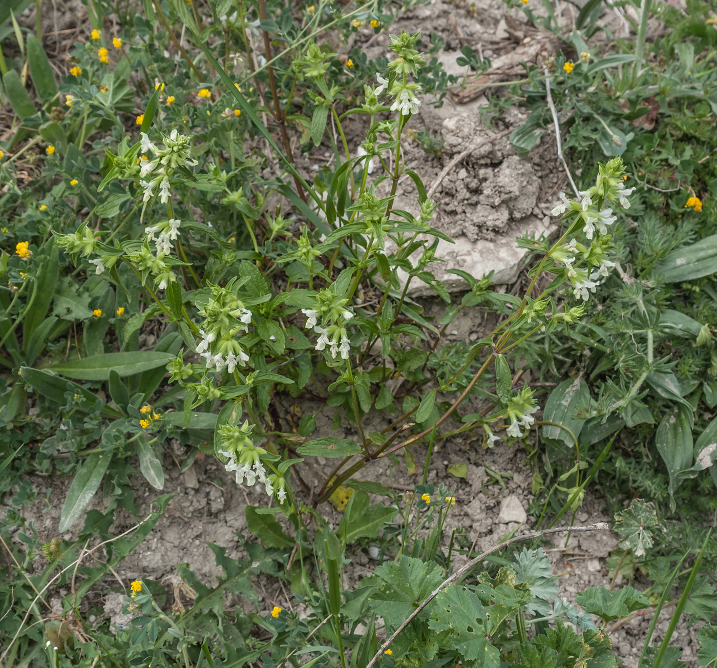 Image of Stachys annua specimen.