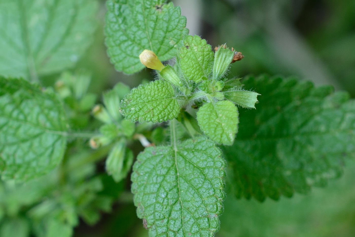 Image of Melissa officinalis specimen.