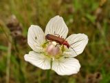 Image of taxon representative. Author is Андрей Ковальчук