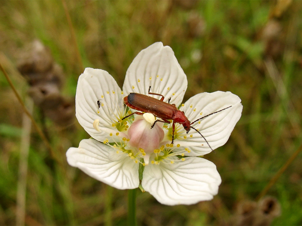Изображение особи Parnassia palustris.