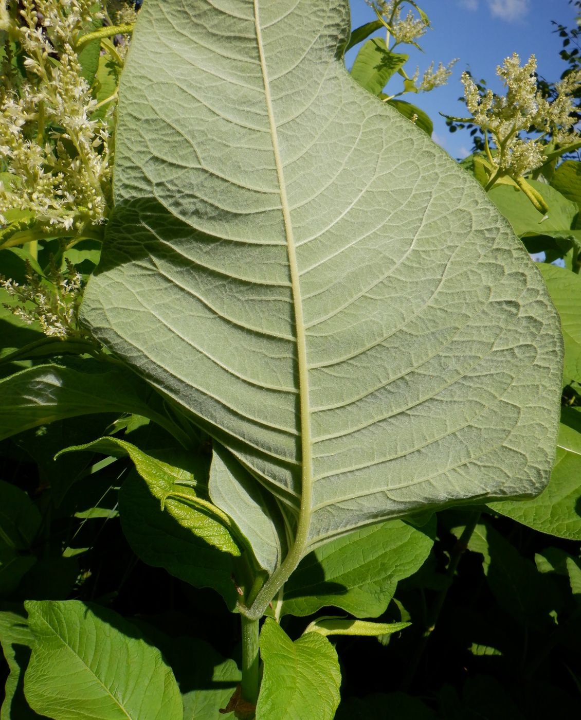 Изображение особи Aconogonon weyrichii.