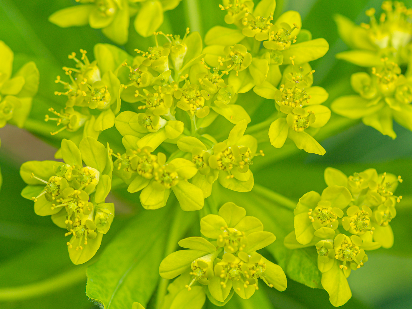 Изображение особи Euphorbia pilosa.