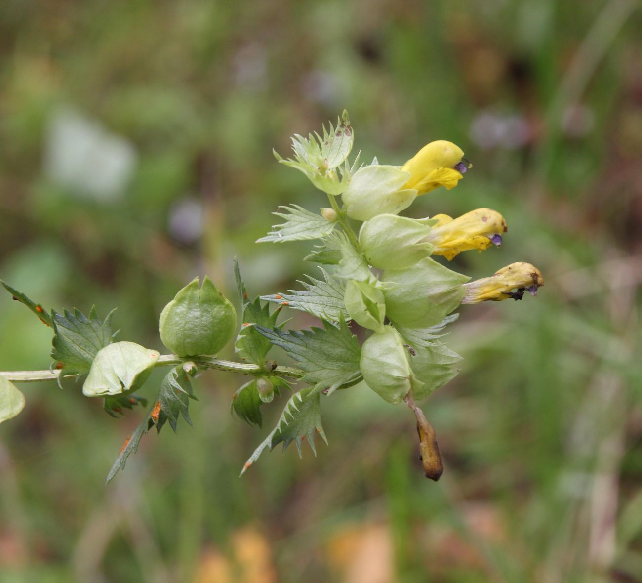 Image of genus Rhinanthus specimen.