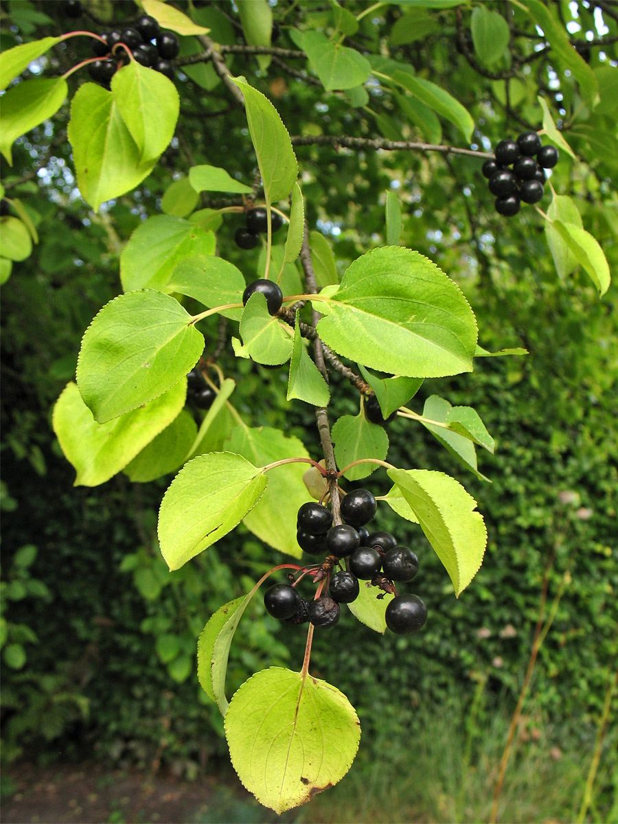 Image of Rhamnus cathartica specimen.