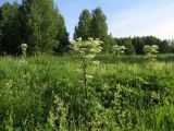 Pleurospermum uralense