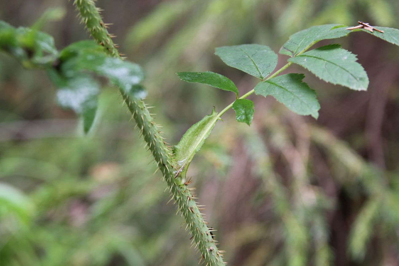 Image of genus Rosa specimen.