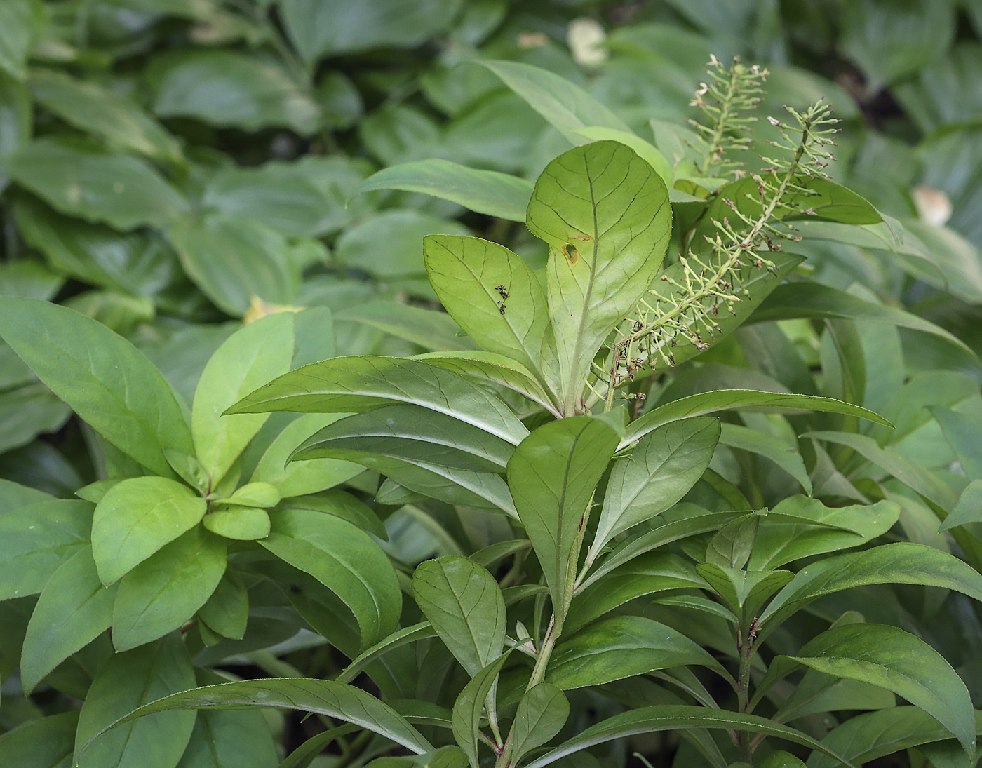Image of Lysimachia clethroides specimen.