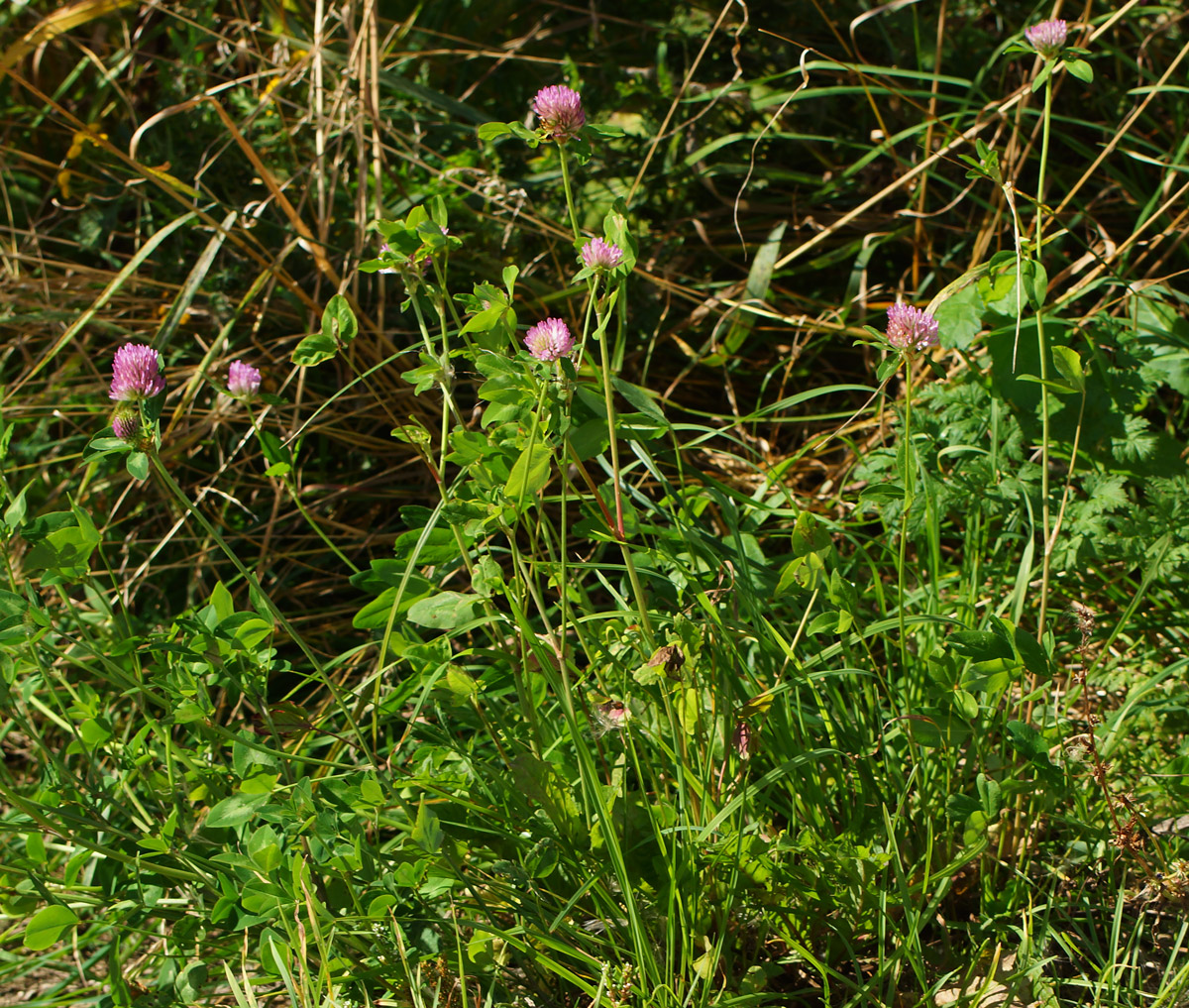 Изображение особи Trifolium pratense.