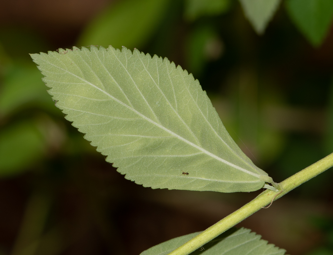 Image of Sida rhombifolia specimen.