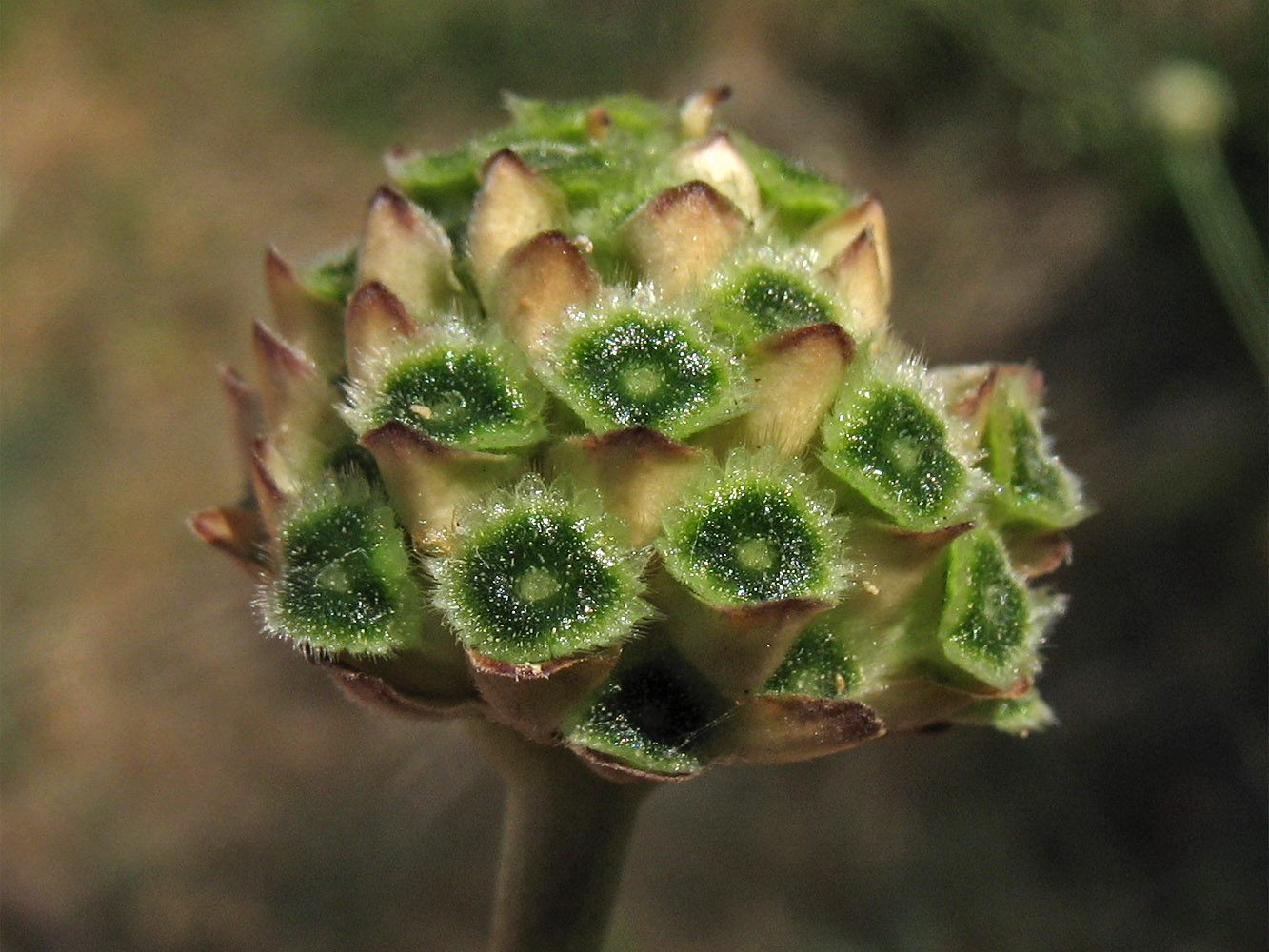 Изображение особи Cephalaria leucantha.