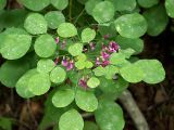 Lespedeza bicolor. Побег с соцветиями. Приморский край, Ольгинский р-н, 6 км Ю-В с. Милоградово, бух. Красная Скала. 12.08.2009.