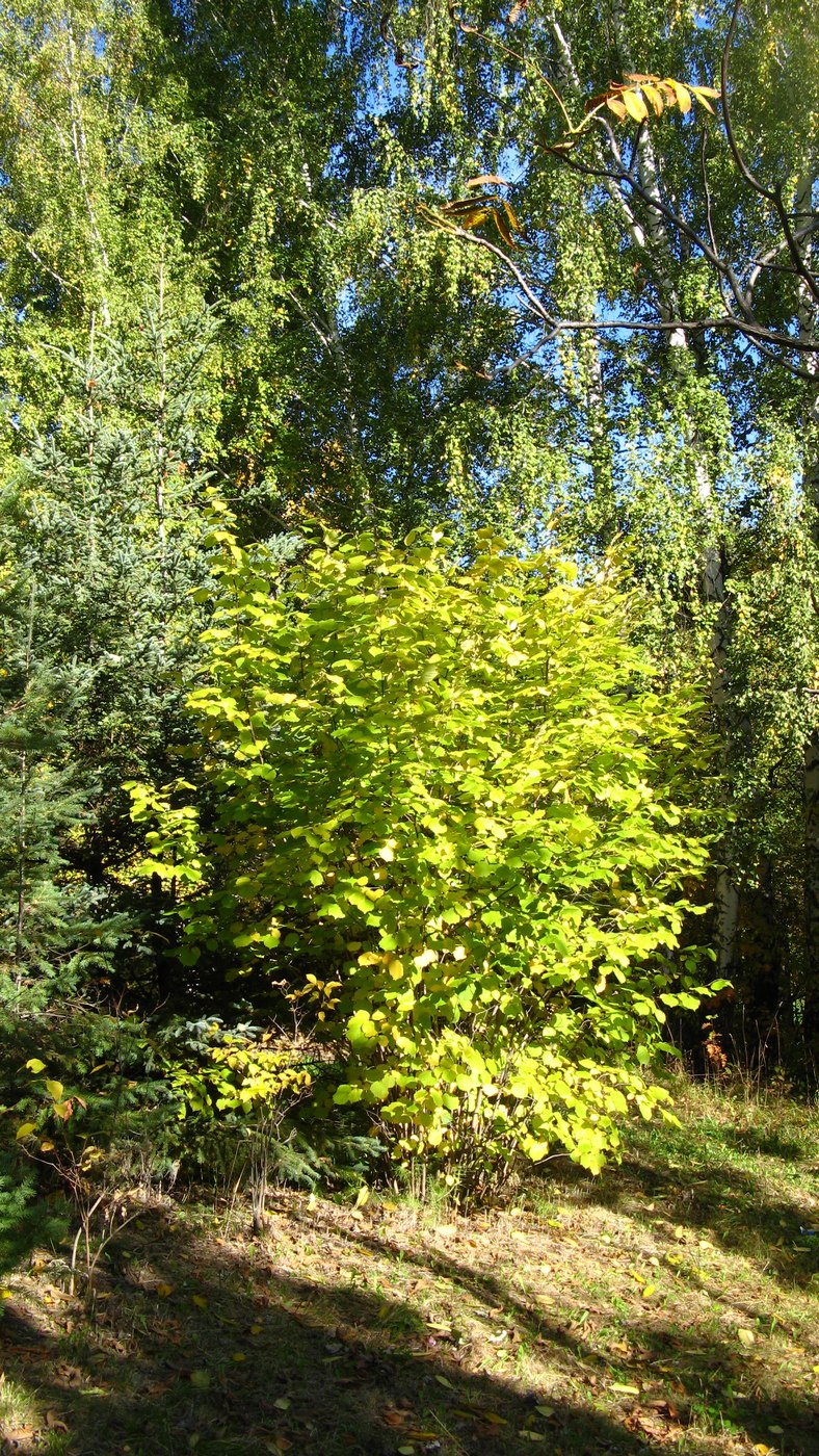 Изображение особи Corylus mandshurica.