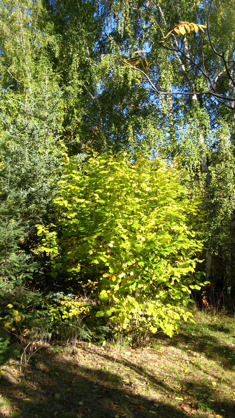 Image of Corylus mandshurica specimen.