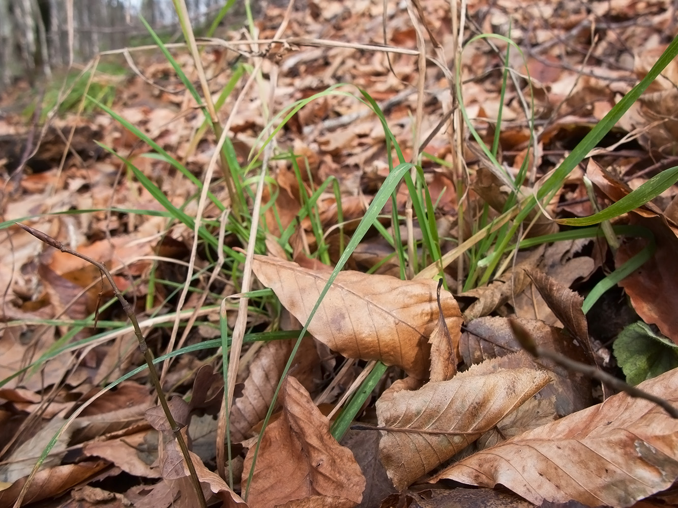 Image of Dactylis glomerata specimen.