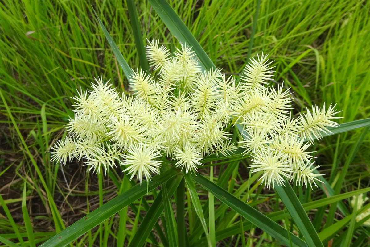 Image of Cyperus hemisphaericus specimen.