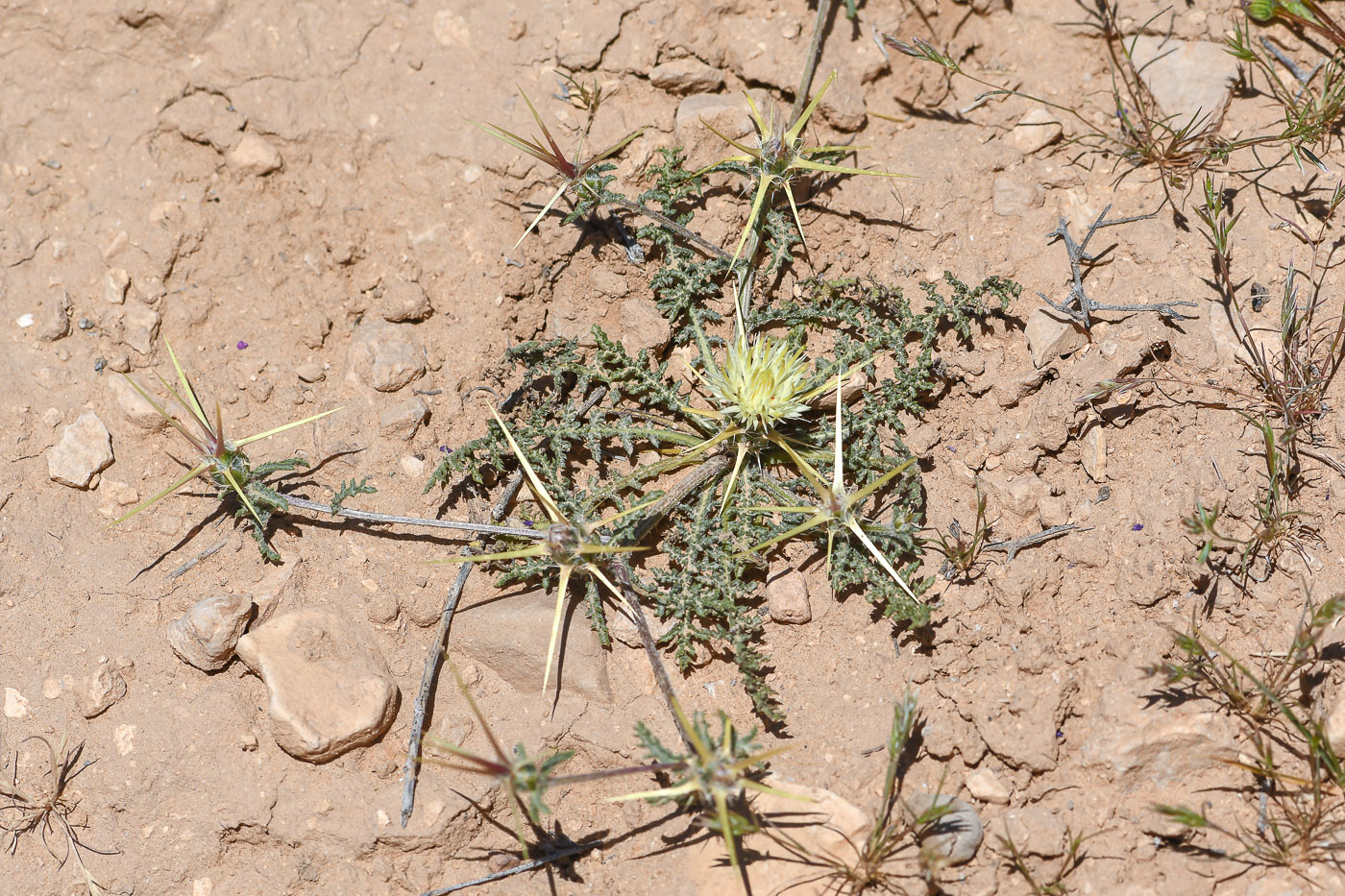 Image of Centaurea pallescens specimen.