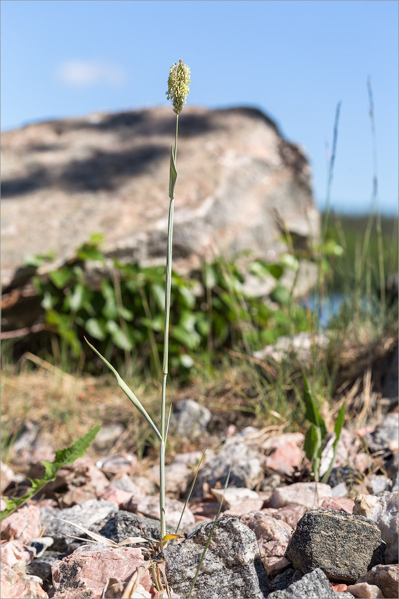 Image of Alopecurus arundinaceus specimen.