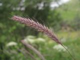 Hordeum violaceum. Соцветие. Кабардино-Балкария, Эльбрусский р-н, окр. с. Нейтрино, ок. 1800 м н.у.м., берег р. Кубасантысу. 09.07.2020.