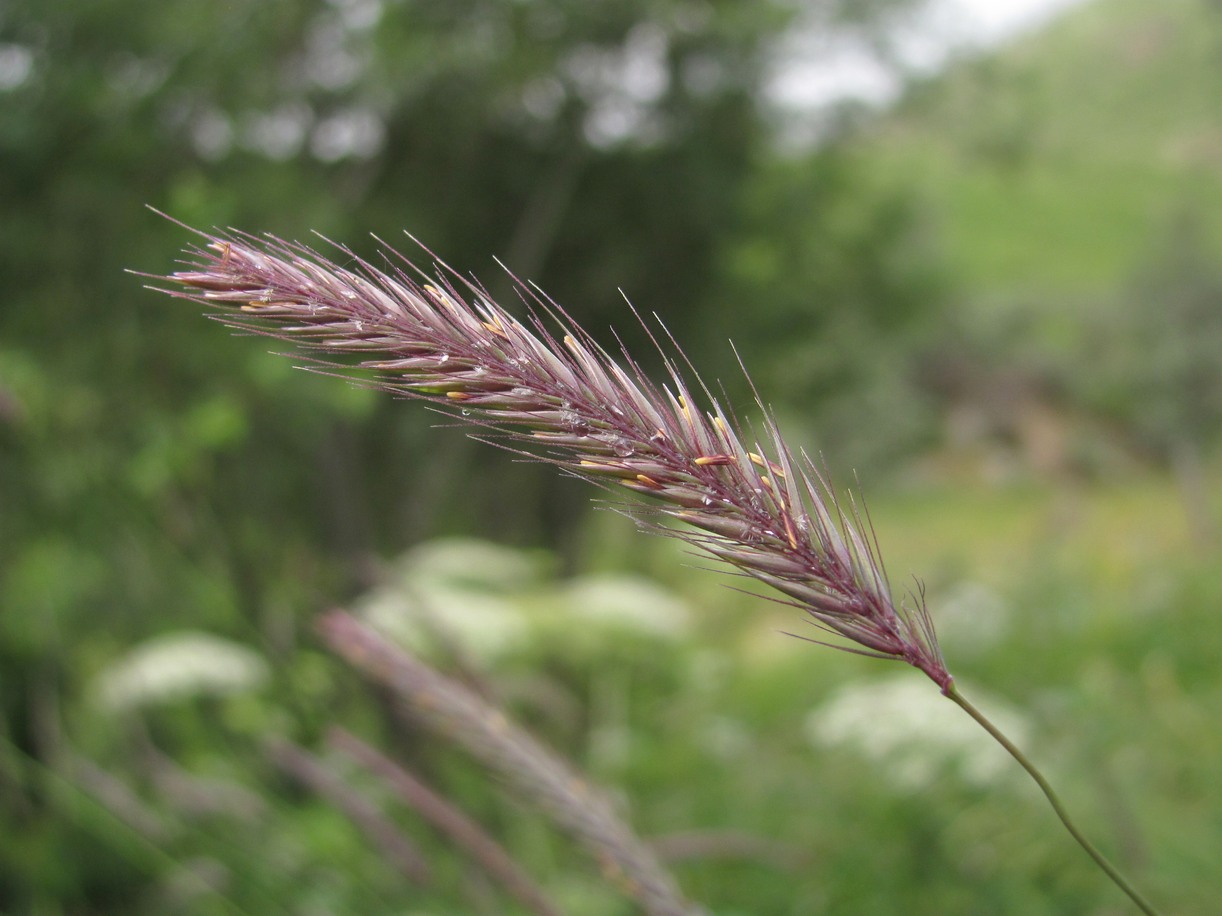 Изображение особи Hordeum violaceum.