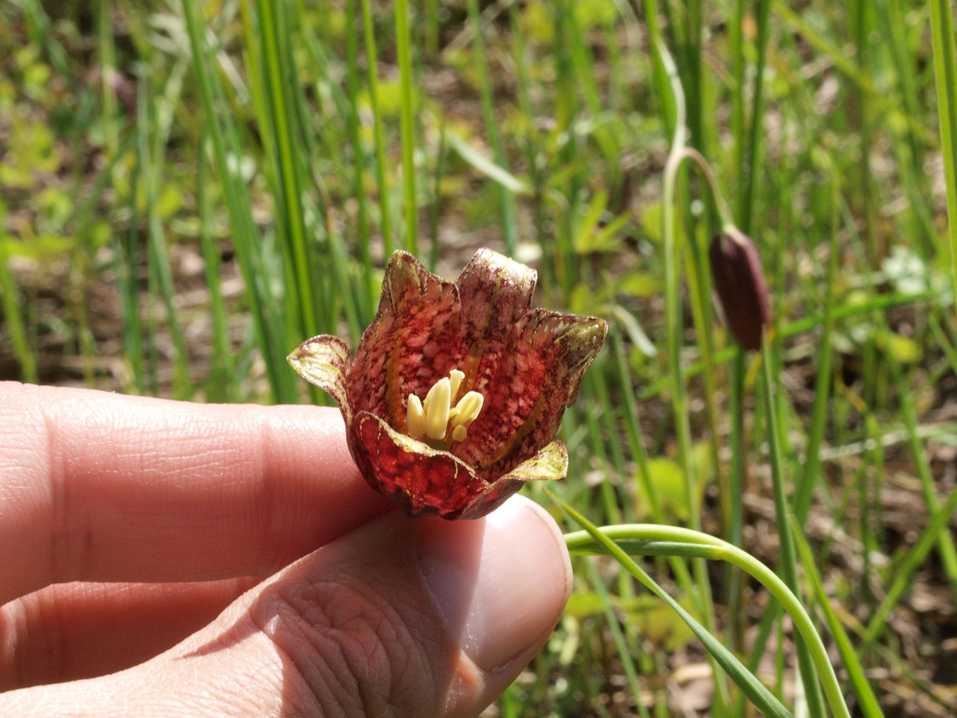 Image of Fritillaria meleagroides specimen.