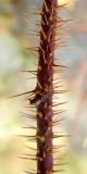 Image of taxon representative. Author is Пётр Шеенко