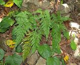 Asplenium adiantum-nigrum. Вегетирующее растение. Краснодарский край, окр. г. Сочи, Тисо-самшитовая роща. 13.07.2019.