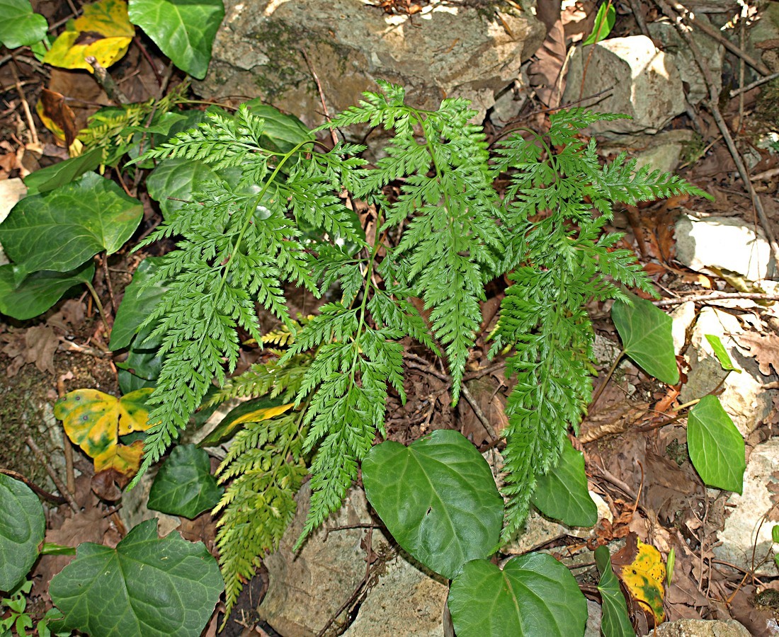 Image of Asplenium adiantum-nigrum specimen.