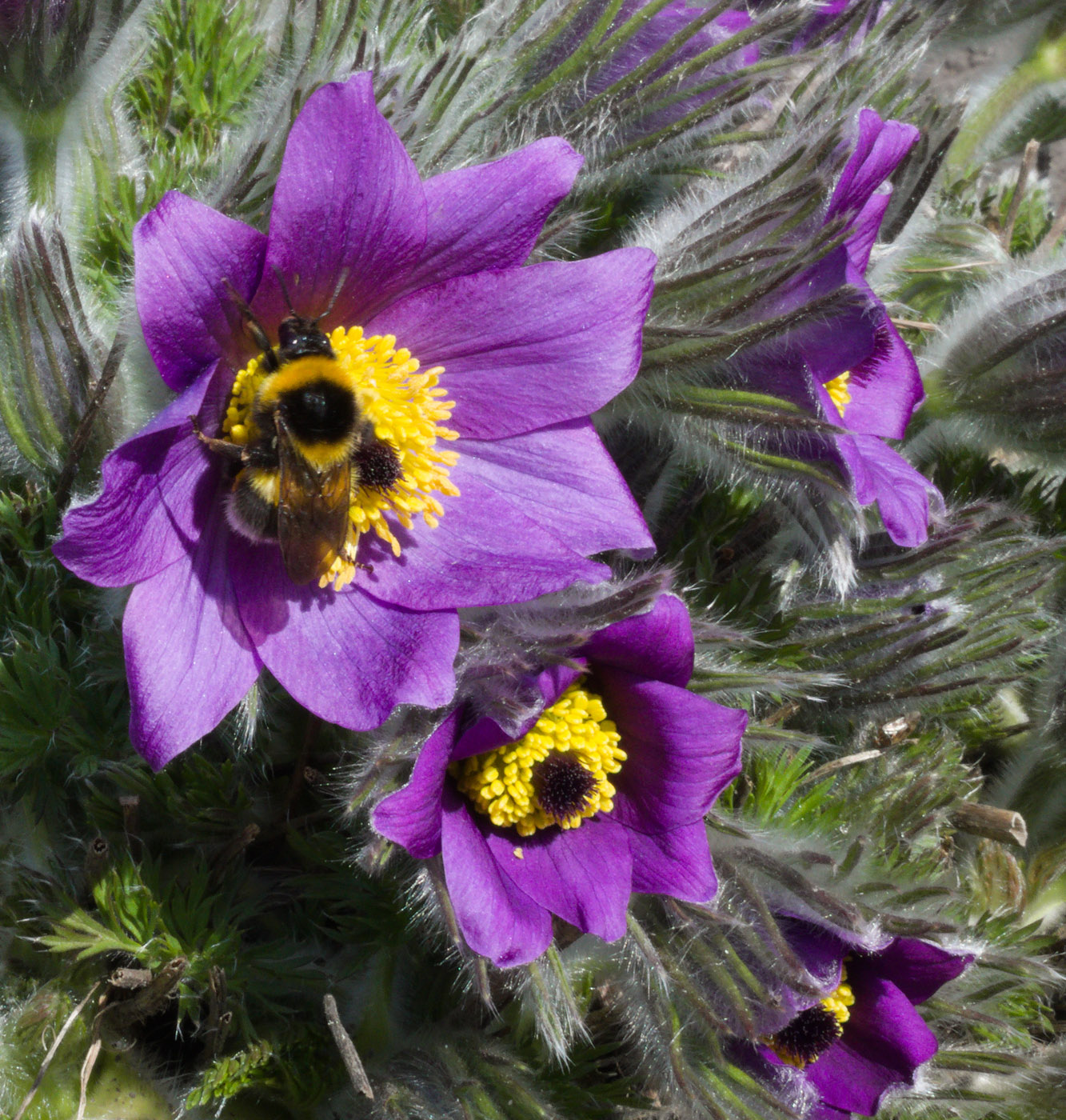 Изображение особи Pulsatilla vulgaris.