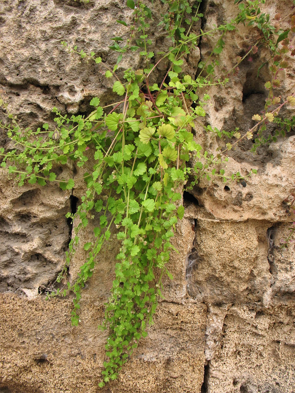 Image of Veronica cymbalaria specimen.