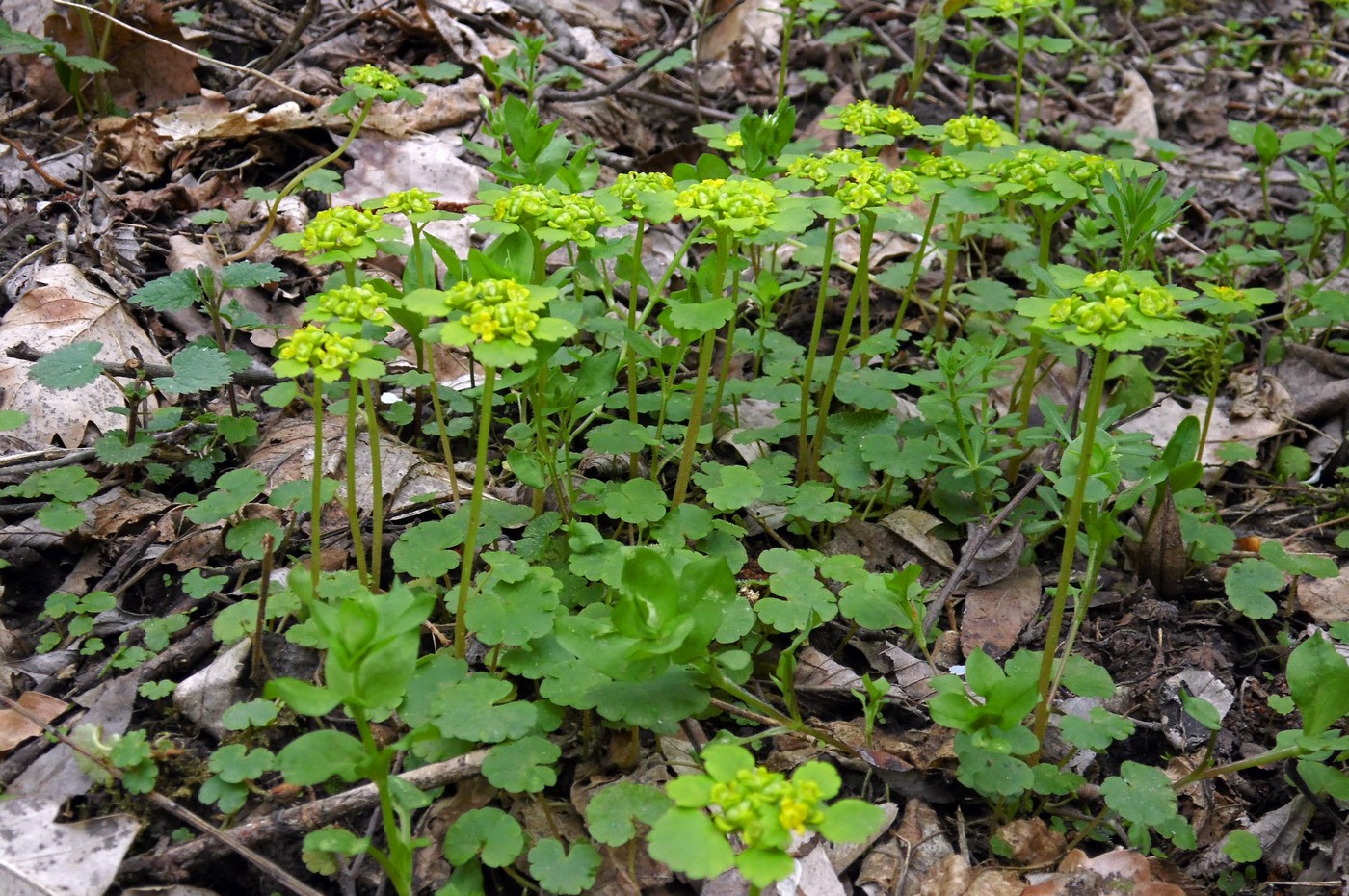 Image of Chrysosplenium alternifolium specimen.