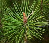 Pinus contorta