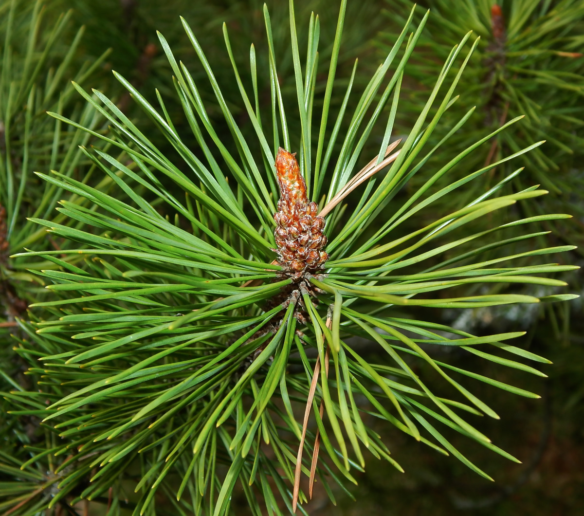 Изображение особи Pinus contorta.