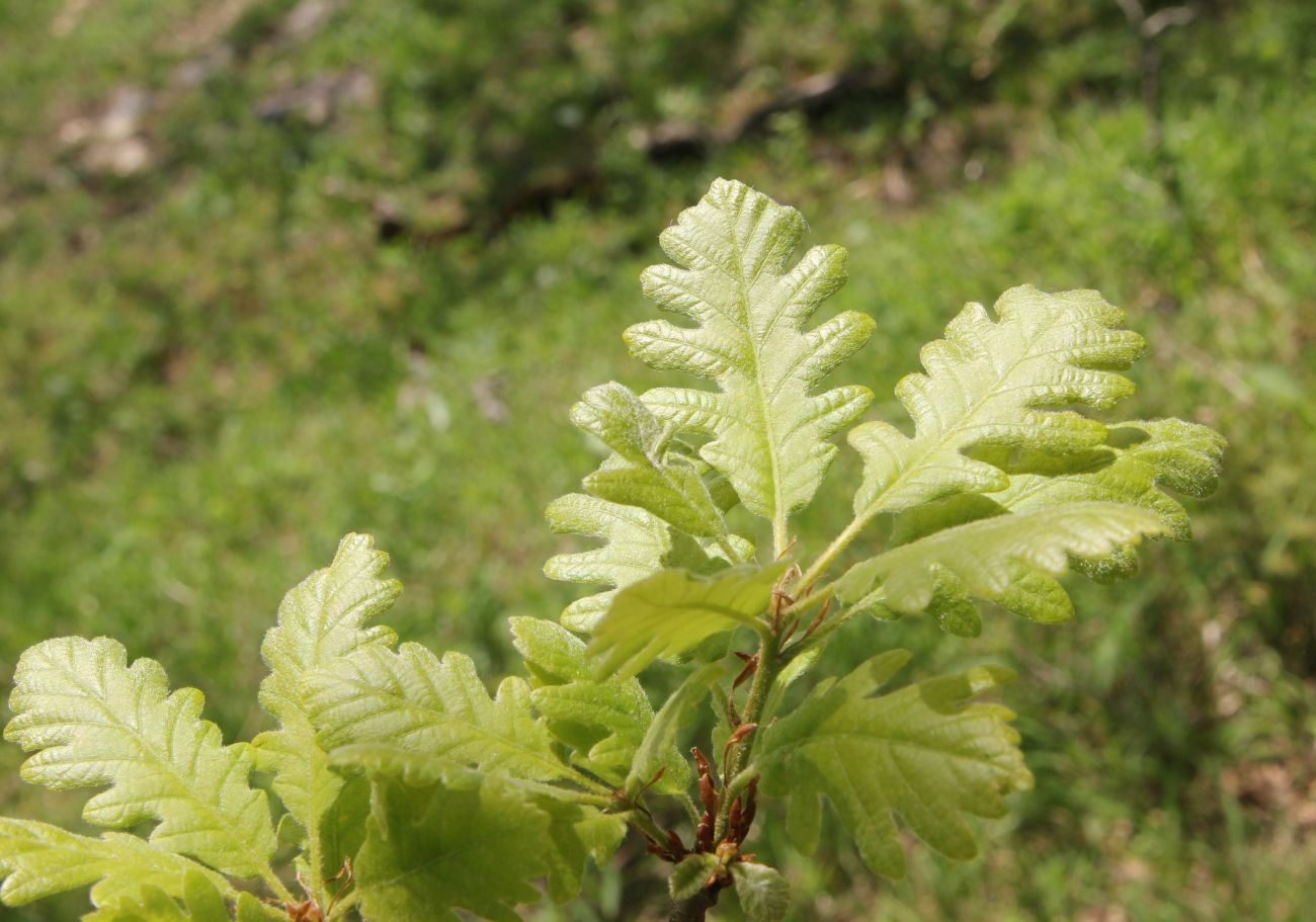 Изображение особи Quercus macranthera.