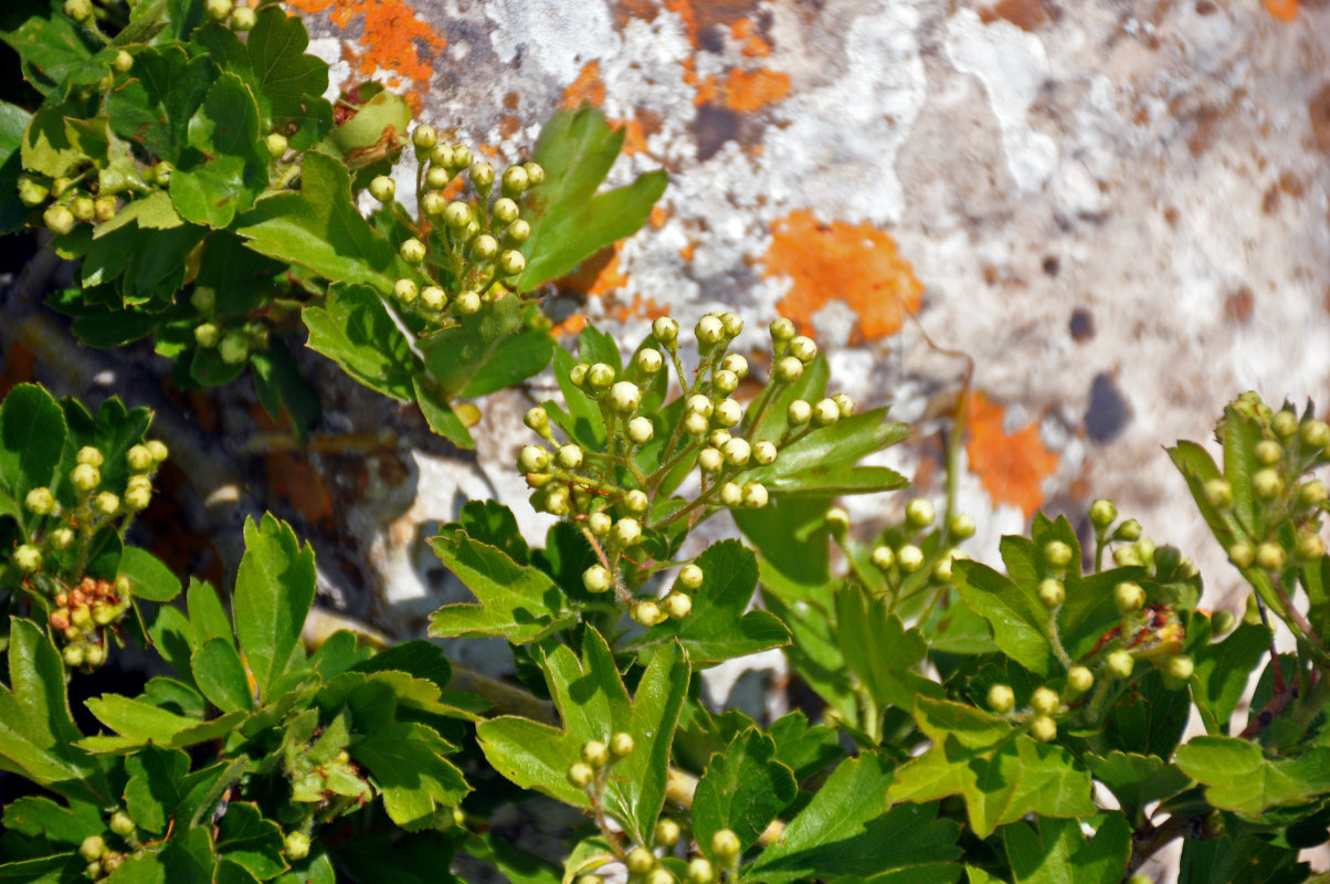 Image of Crataegus taurica specimen.